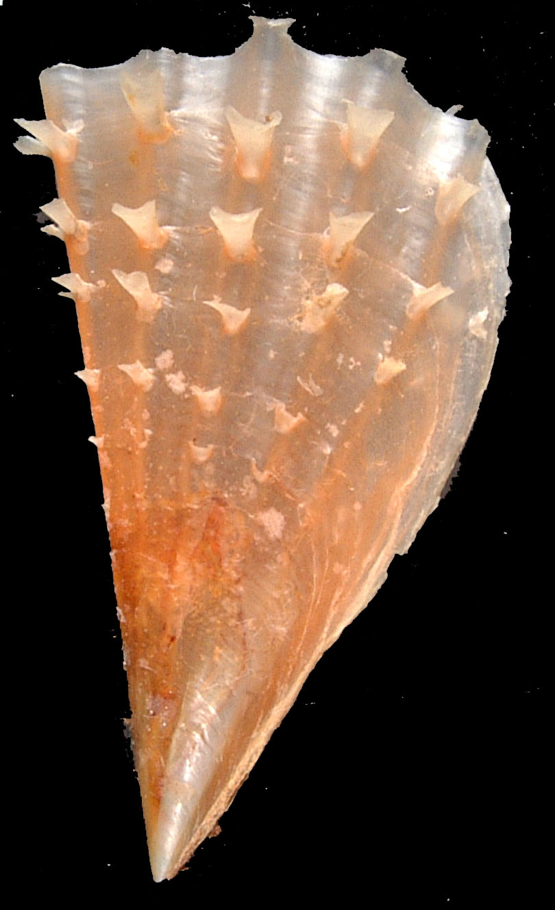 Pinna nobilis